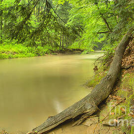 Duff Park Forest Canopy by Adam Jewell