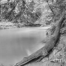Duff Park Forest Canopy Black And White by Adam Jewell