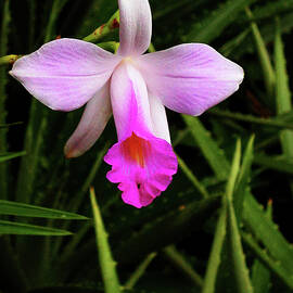 Duo Toned Orchid  by Jean Noren