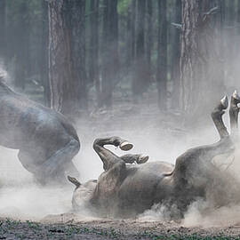 Dust Bath. by Paul Martin