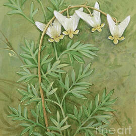 Dutchman's Breeches by Gordon Beningfield