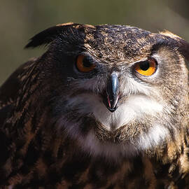 Eagle Owl 3 by Flees Photos