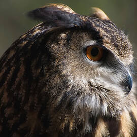 Eagle Owl 4 by Flees Photos