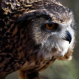 Eagle Owl 5 by Flees Photos