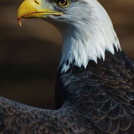 Eagle side view by Flees Photos