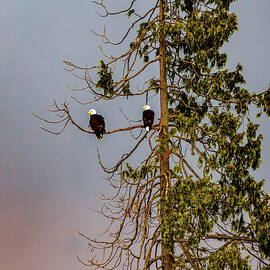 Eagles of Lake Ballinger Edmonds Washington by Tommy Farnsworth