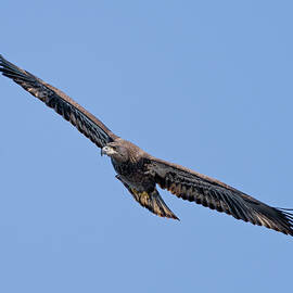 Eagles View by James Overesch