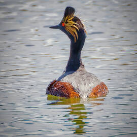 Eared Grebe by Joe Fisher