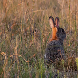 Early Morning Cottontail by Cascade Colors