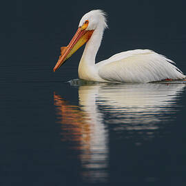 Early Morning Pelican - Eagle Lake - Lassen County CA by Mike Lee