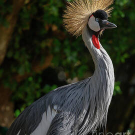 East Africian Crowned Crane Balearica Regulorum by Abigail Diane Photography