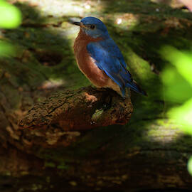 eastern bluebird 1 by Flees Photos