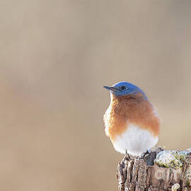 Eastern Bluebird - Morning Light by Rehna George