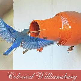 Eastern Bluebird Nesting in a Ceramic Bird Bottle - Postcard by