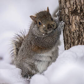 Easy Breezy Beautiful Cover Squirrel by James Overesch