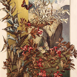 Edelweiss, Alpenrose, Willow Gentian - Mountain Flowers - The Plant in Art and Trade by Anton Seder by Anton Seder