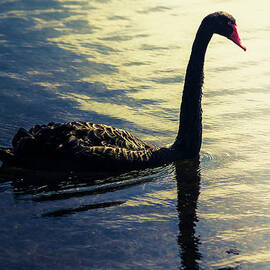 Edge of the wild by Jorgo Photography