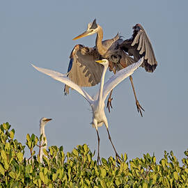 Egret and Heron Dispute by Susan Candelario