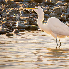 Egret in Golden Light by Mike Lee