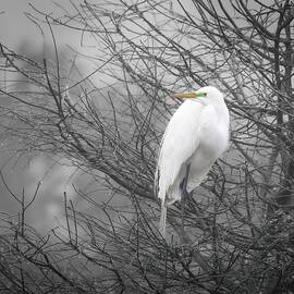 Egret in the Fog by Marshall Hurley