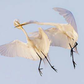 Egrets Aerial Combat by Susan Candelario