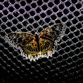 Electric Butterfly by Richard Reeve