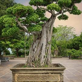 Ficus Tree Bonsai in Vietnam by Rebecca Herranen