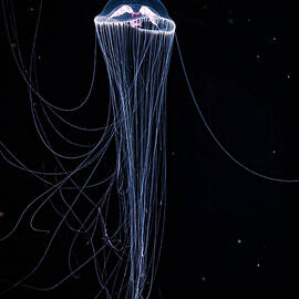 Elegance - Purple Lipped Jelly by KJ Swan