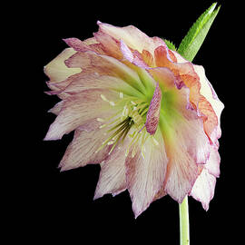 Elegant Pink Flower in Dark Background by Shirley Mitchell