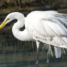 Elegant Plumes of a Great Egret by Debra Martz