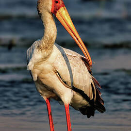 Elegant Stork by the Water by Natural Focal Point Photography