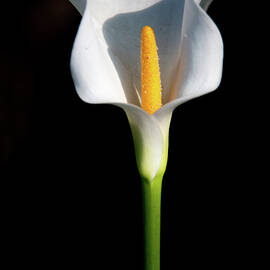 Elegant White Calla Lily by Marcy Wielfaert