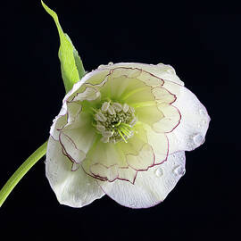 Elegant White Hellebore by Shirley Mitchell