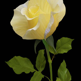 Elegant Yellow Rose on Dark Background