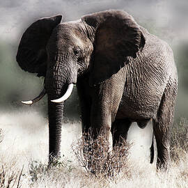 Elephant 1A by Sally Fuller