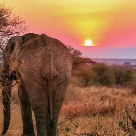 Elephant at Sunset in the Savannah by Bruce Block