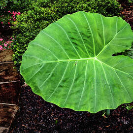 Elephant ear 01 by Flees Photos