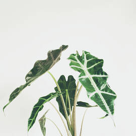 Elephant Ear by Cassia Beck