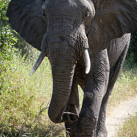Elephant in Mid-Step by Mary Lee Dereske