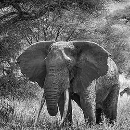 Elephant Tarangire National Park Tanzania by Mary Lee Dereske