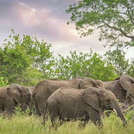 Elephant Walk by Rebecca Herranen