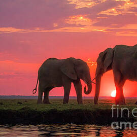 Elephants at Sunset from Chobe National Park by Natural Focal Point Photography