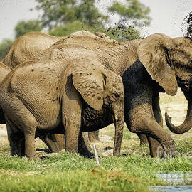 Elephants Bathing in Mud by Natural Focal Point Photography