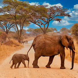 Elephants Crossing the Road by Bruce Block