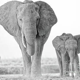 Elephants in Chobe National Park by Natural Focal Point Photography
