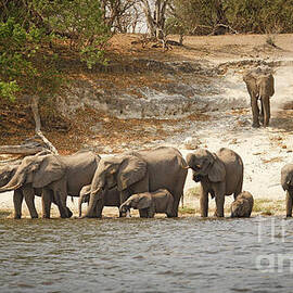Elephants on the Chobe River by Natural Focal Point Photography