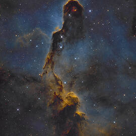 Elephant's Trunk by Bruce Feagle