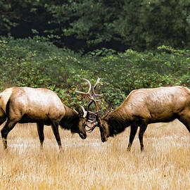 Elk 1B by Sally Fuller