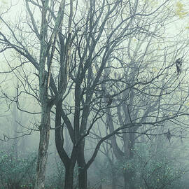 Emerald Haze by Jason Fink