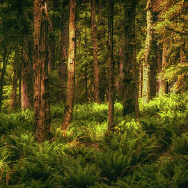 Enchanted Forest by Kevin Schwalbe